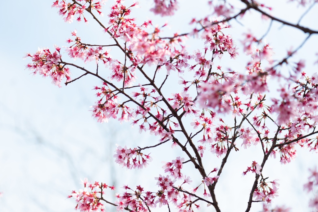足柄の寒桜