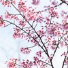 足柄の寒桜