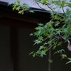 日本風家屋ともみじ