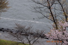 DSC_0280 びわ湖を帯になって流れ下る花筏