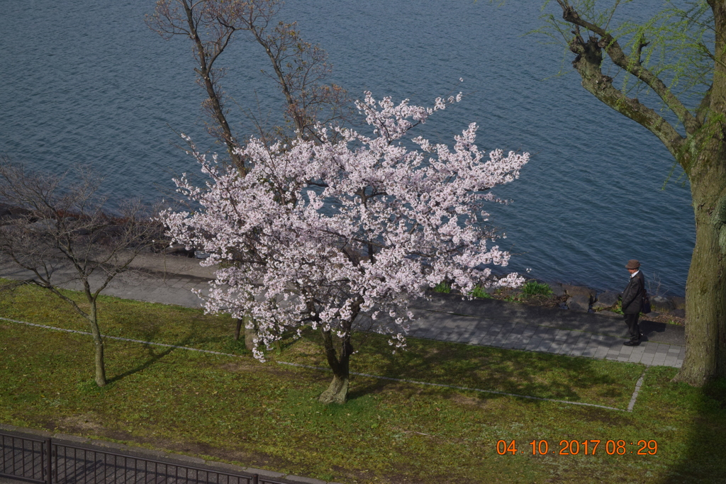 世界的にもっとも有名かも知れない、桜樹さん　DSC_0699