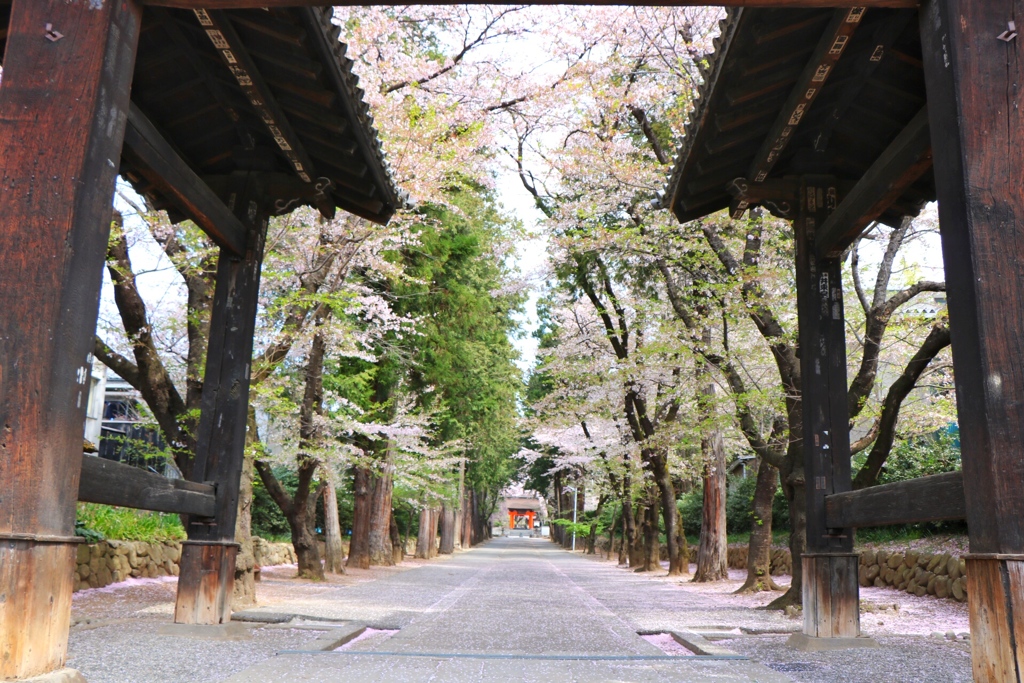 桜道