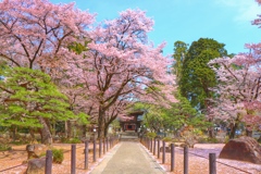 Sakura