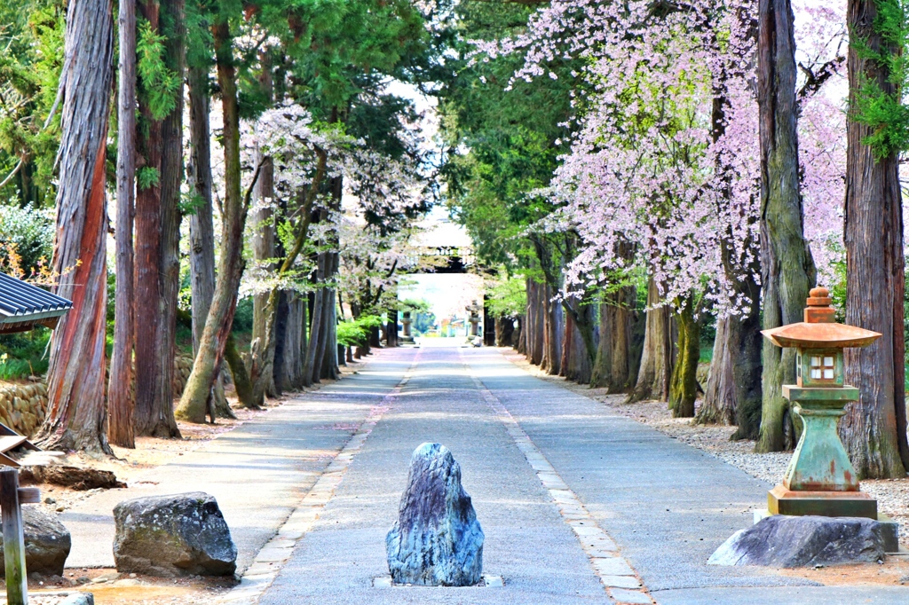 桜道