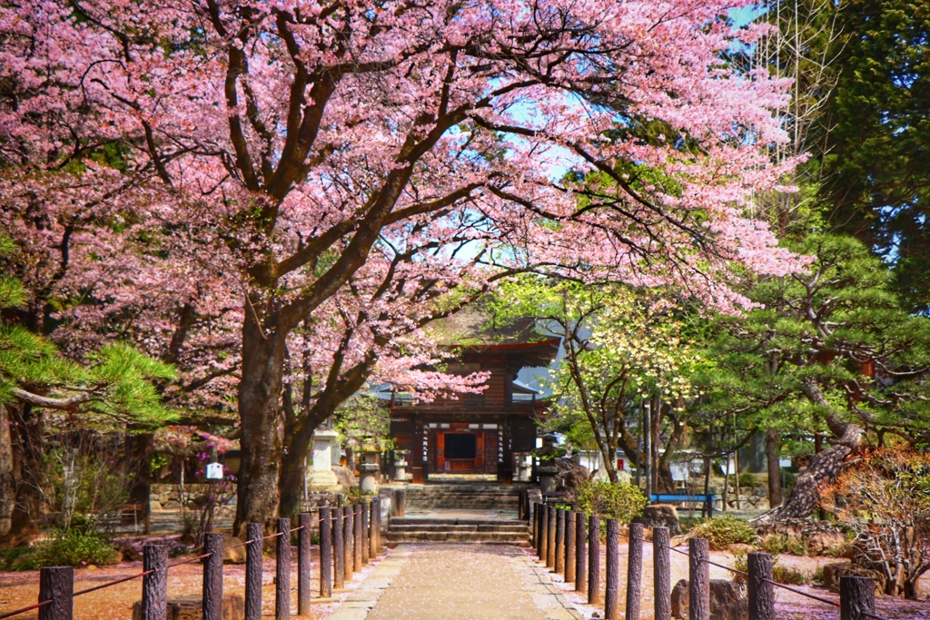 Sakura