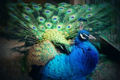 peacock