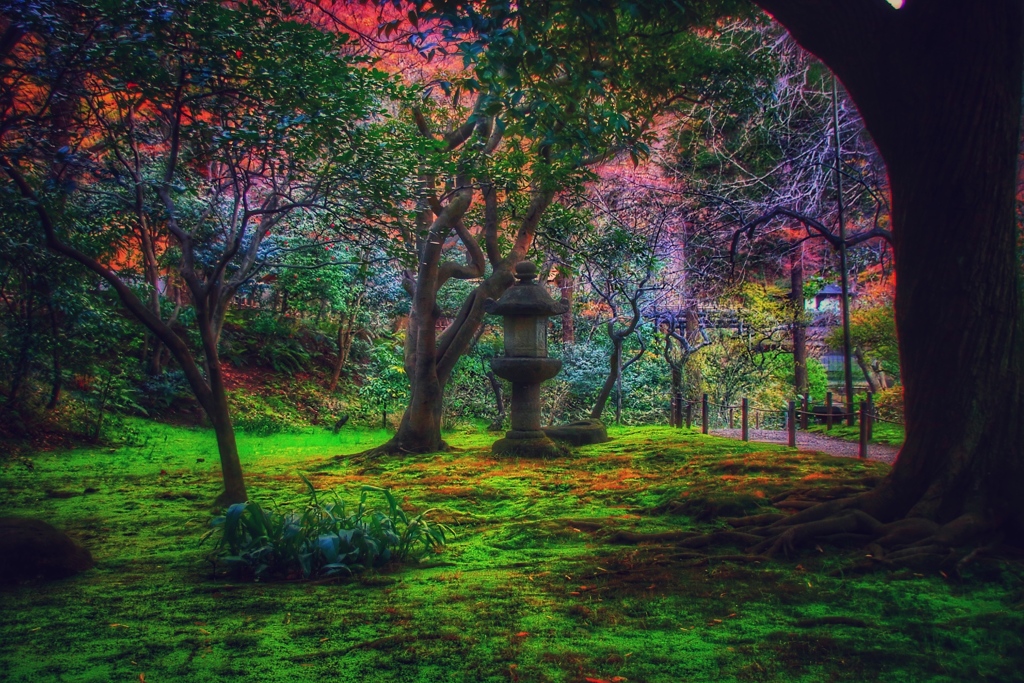 Mysterious forest
