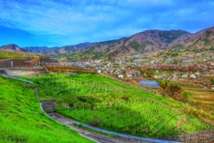 Vineyard