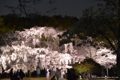 大坂城ライトアップ桜
