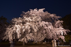 大坂城ライトアップ桜
