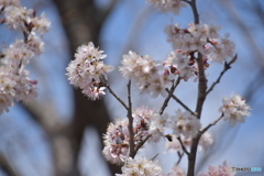 我が家の春