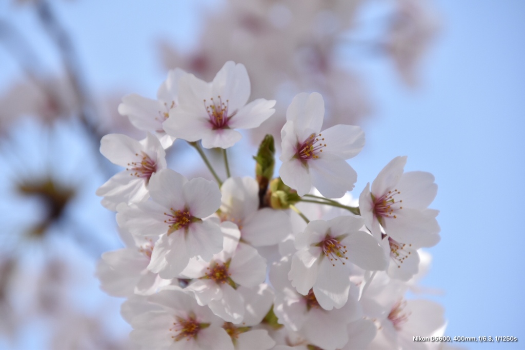 桜