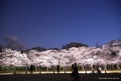 大坂城ライトアップ桜