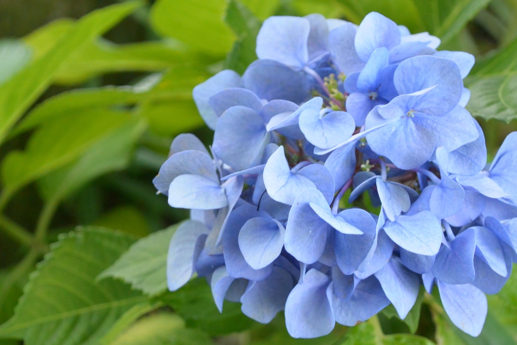 アジサイ