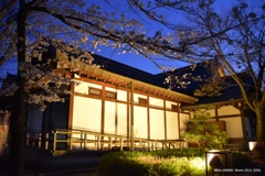 大坂城ライトアップ桜