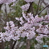 我が家の春
