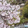 我が家の春