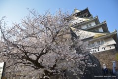 大坂城、桜