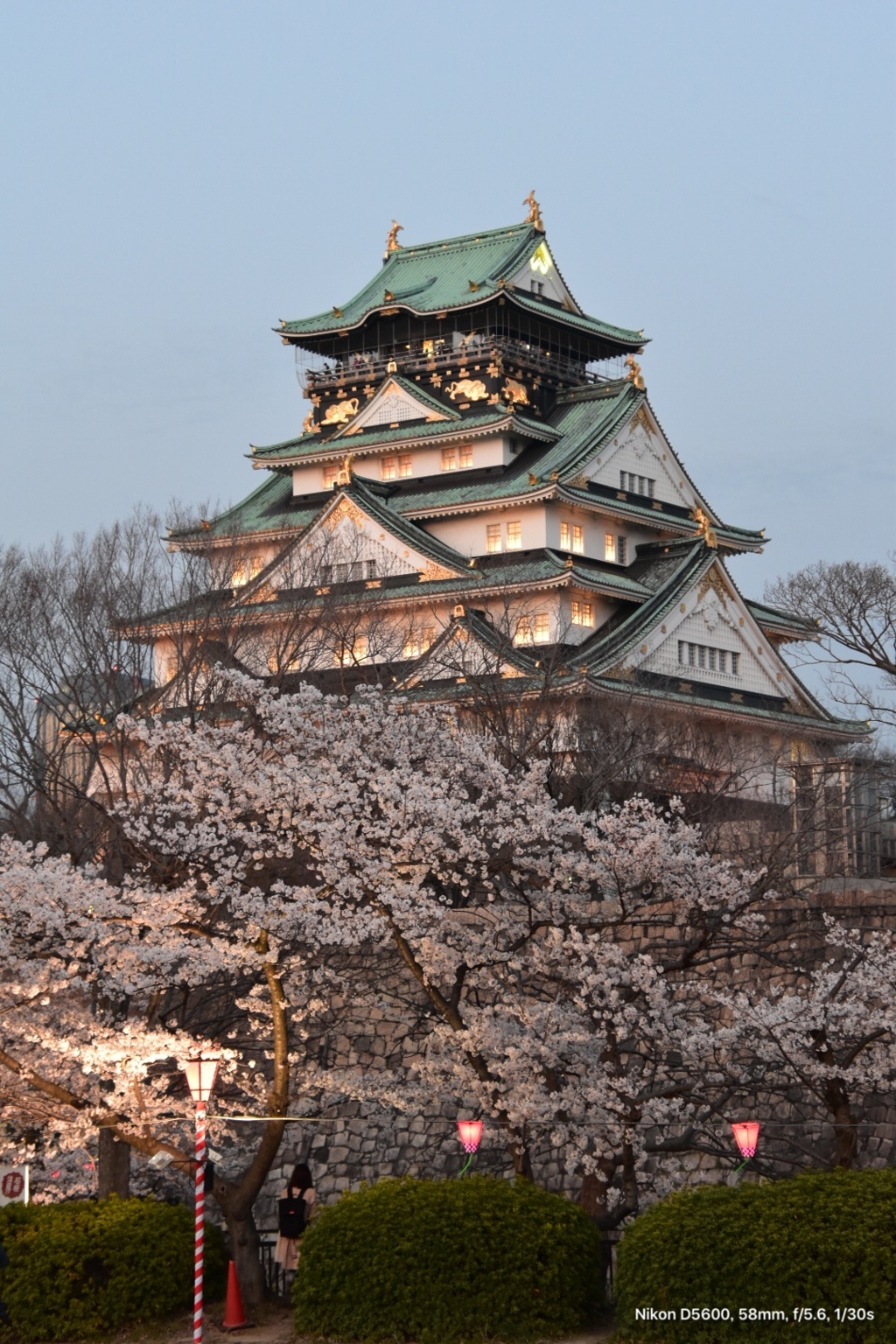 大坂城ライトアップ桜
