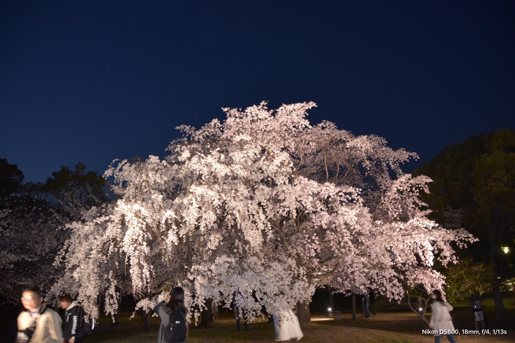 大坂城ライトアップ桜