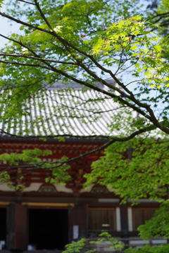 神護寺の青もみじ