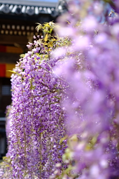 子安地蔵寺のフジ