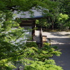 神護寺の青もみじ