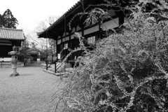 海龍王寺のユキヤナギ