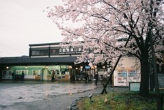 小雨の桜 嵐山