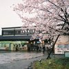 小雨の桜 嵐山