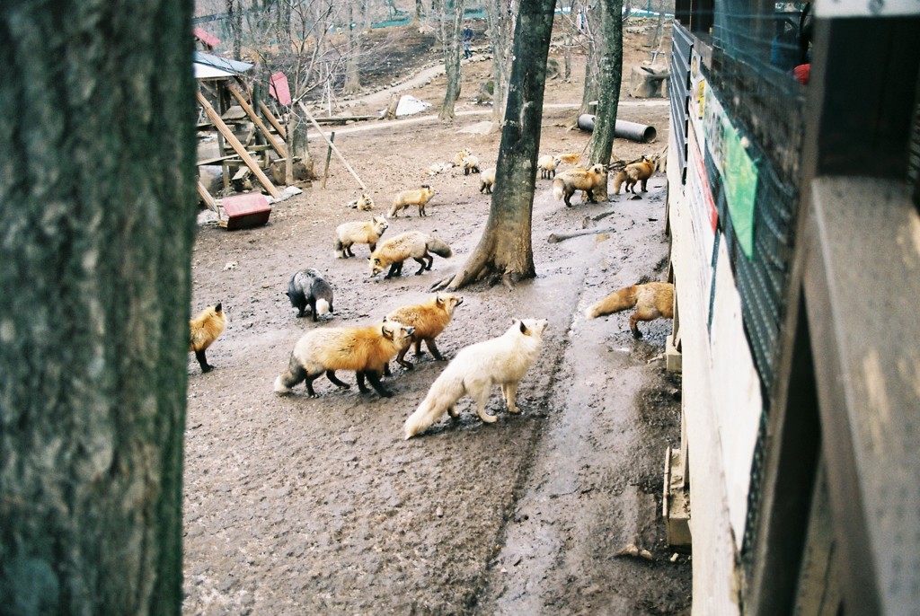 蔵王キツネ村