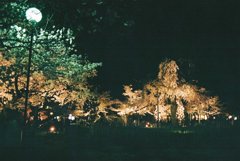 嵐山の夜桜