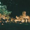 嵐山の夜桜