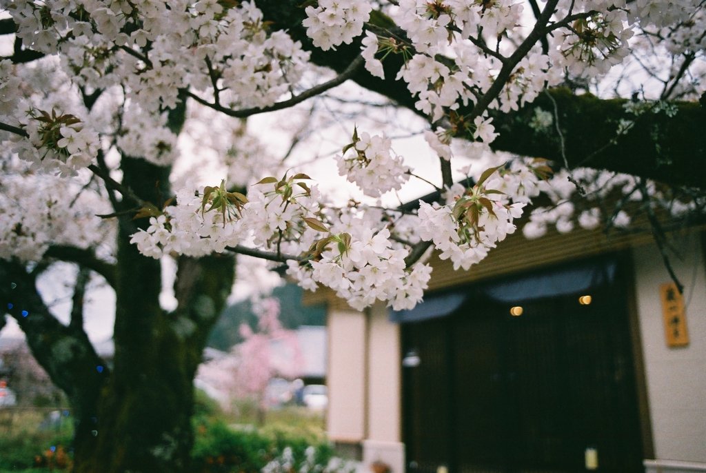春の京都 嵐山
