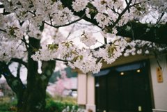 春の京都 嵐山