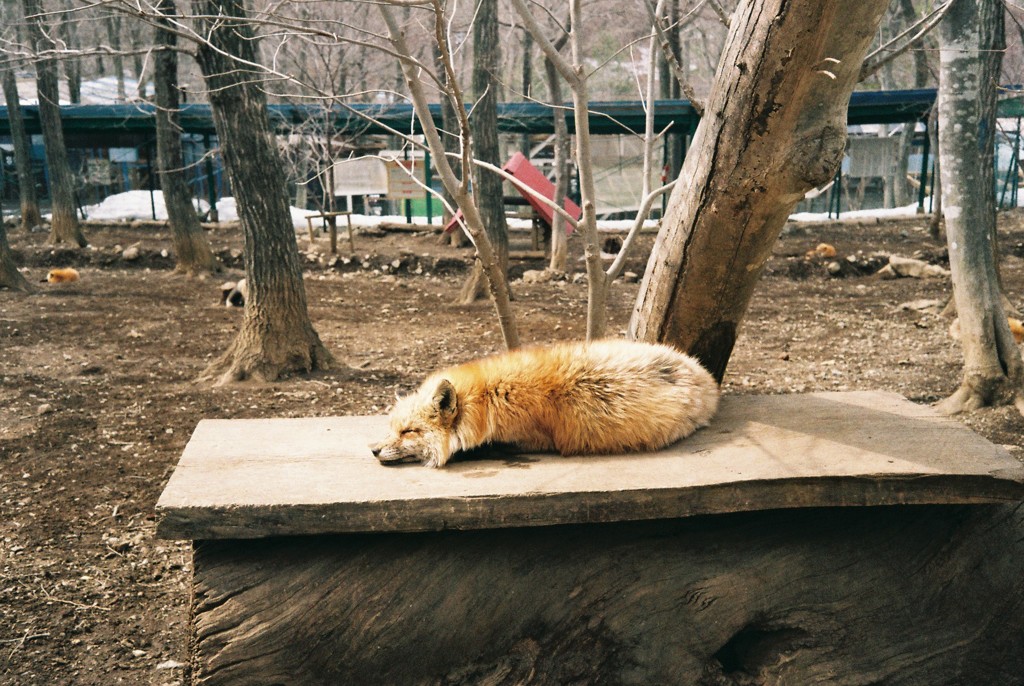 蔵王キツネ村