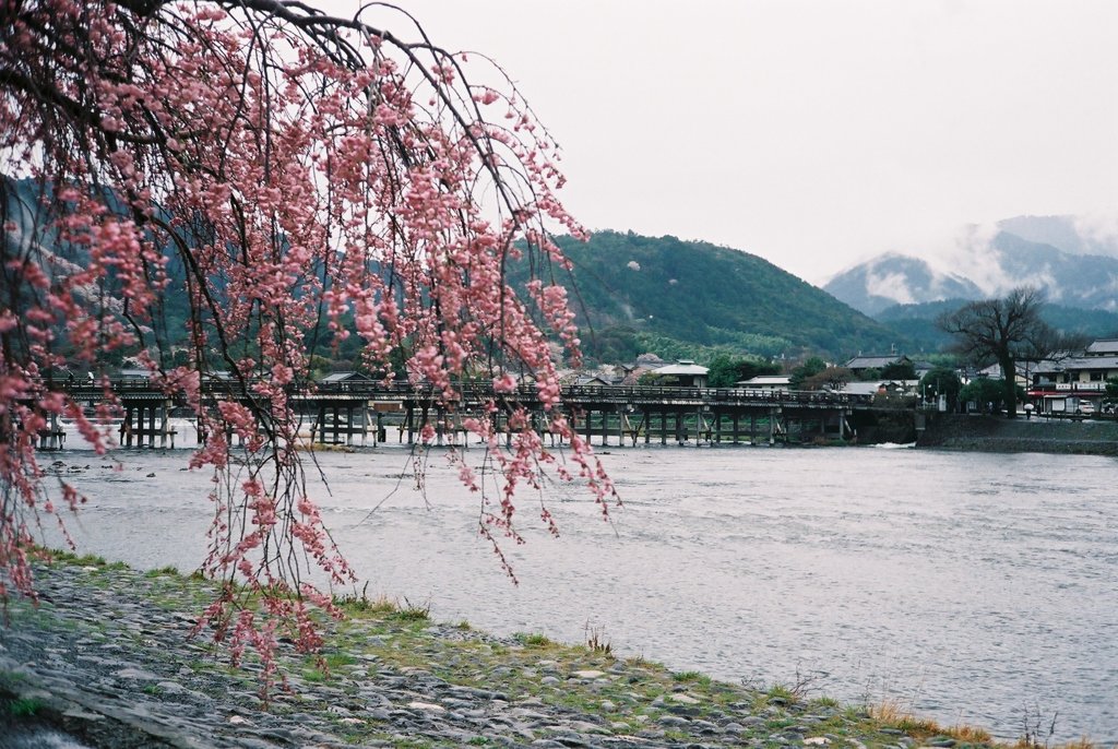 春の京都 嵐山 渡月橋と桜