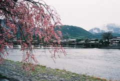 春の京都 嵐山 渡月橋と桜