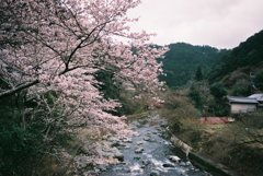 京都 清滝の桜