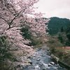 京都 清滝の桜