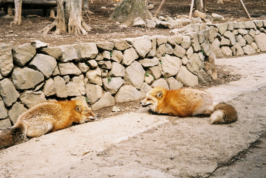 蔵王キツネ村