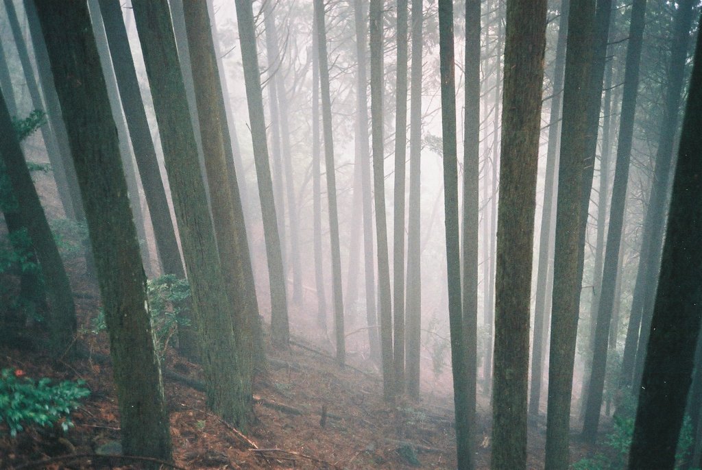 京都 愛宕山の山道