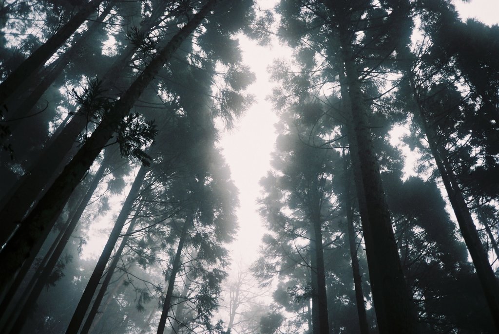 霧の愛宕山