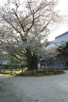 菊桜