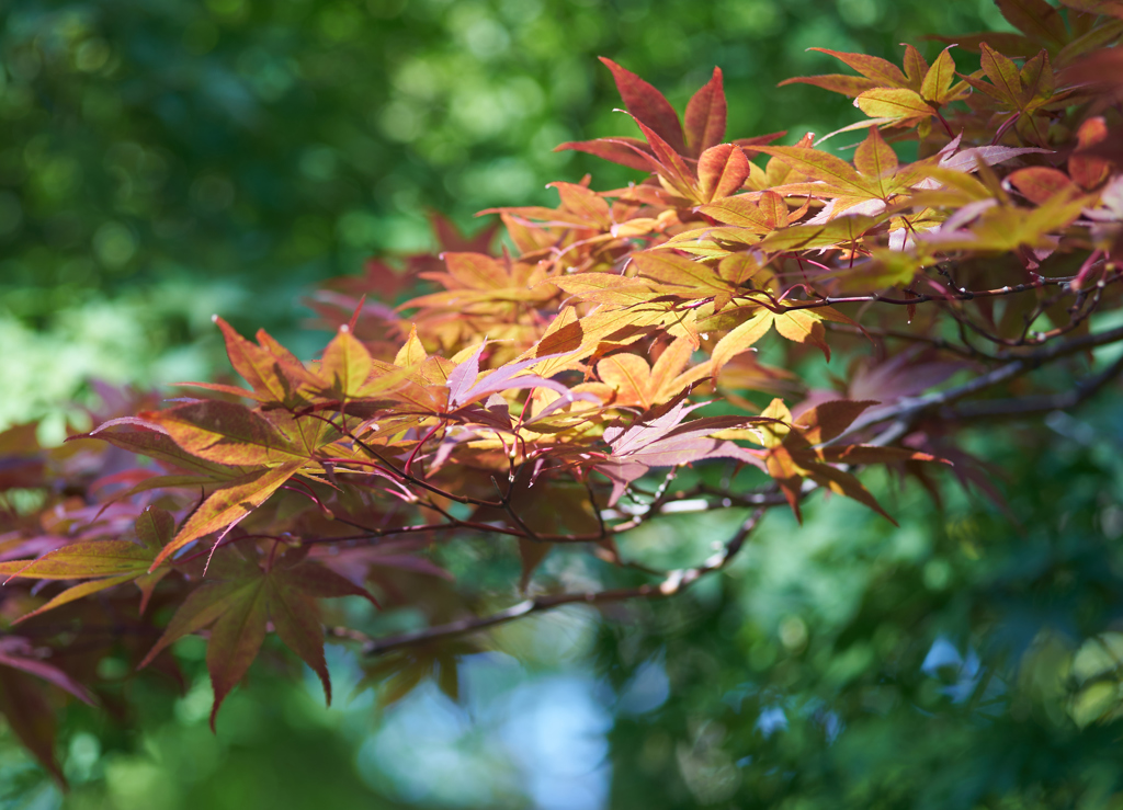新潟市中央区　鳥屋野潟公園　2018/9/23