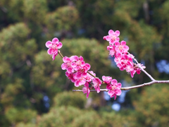 新潟県南蒲原郡　田上町　2018/4/2