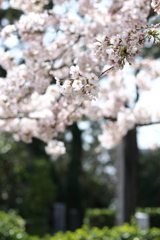 新潟市中央区　西大畑付近　2017/4/10