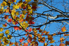 山形県山形市　蔵王　2018/10/21