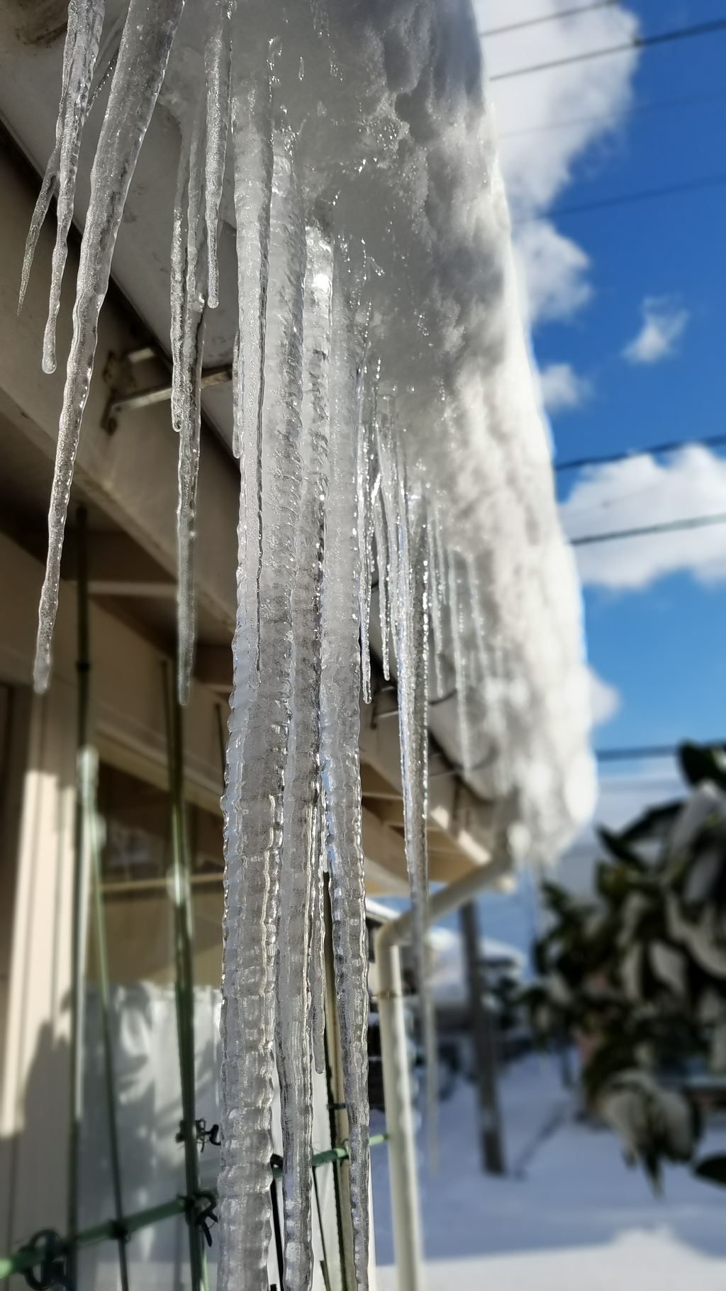 自宅の庭　2017/1/15