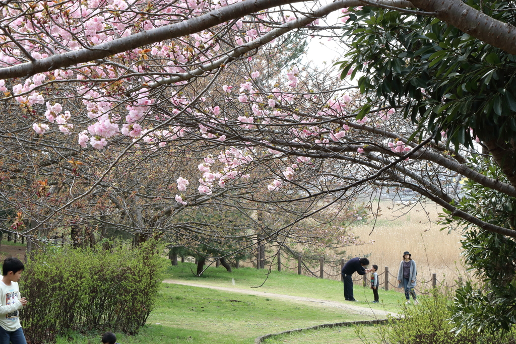 新潟市中央区　鳥屋野潟公園　2017/4/16